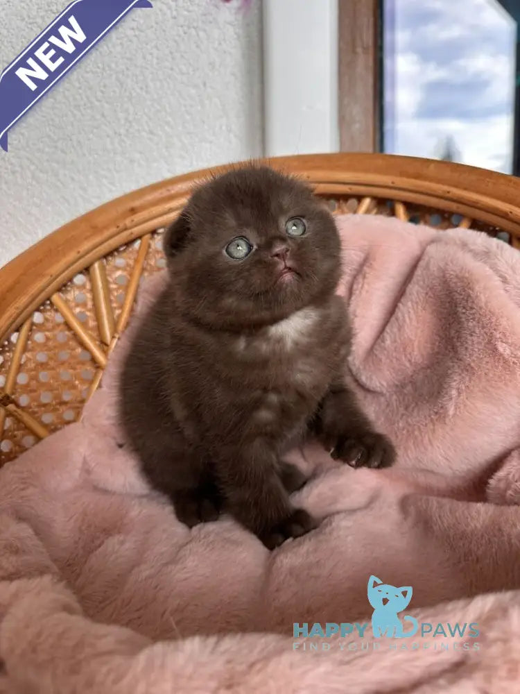 Winter Scottish Fold male chocolate live animals
