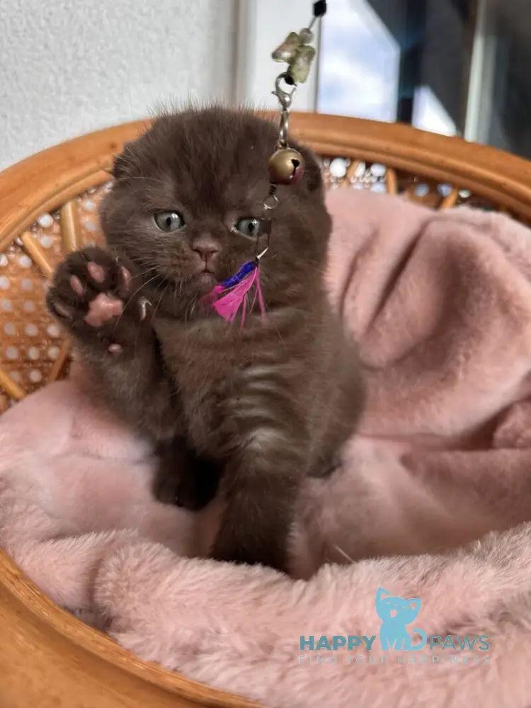 Winter Scottish Fold male chocolate live animals