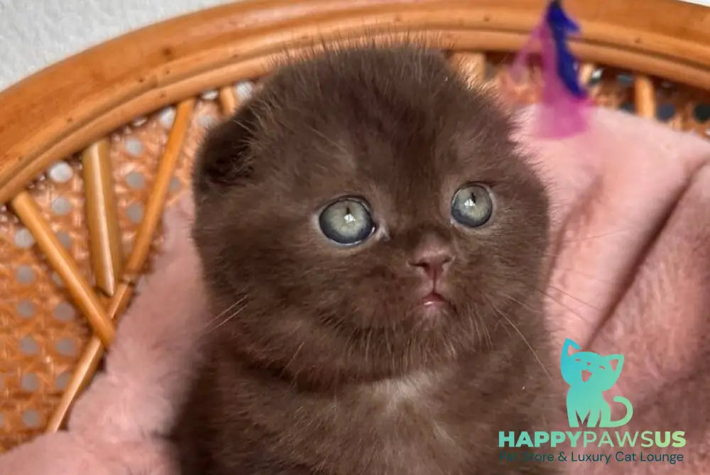 Winter Scottish Fold male chocolate live animals