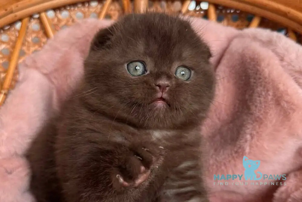 Winter Scottish Fold male chocolate live animals