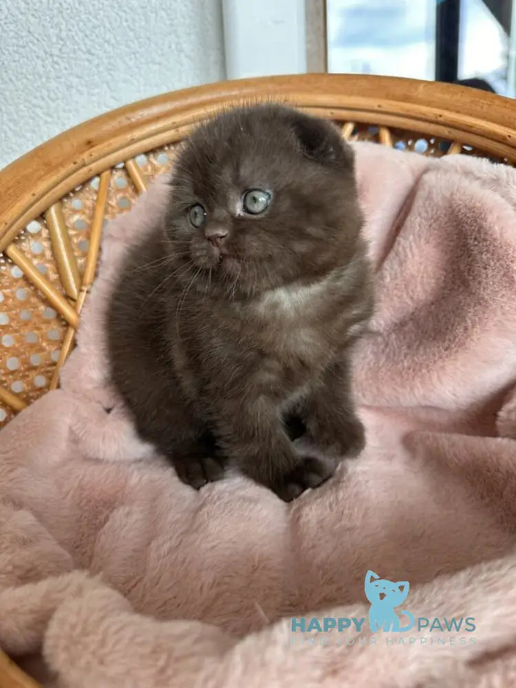 Winter Scottish Fold male chocolate live animals