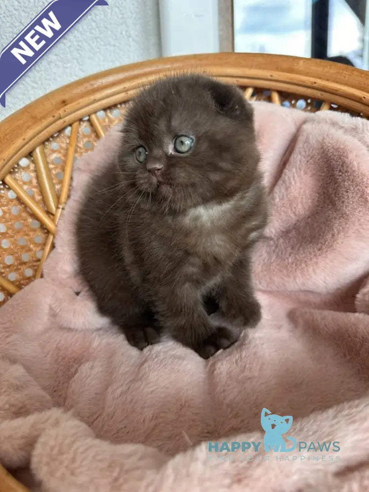Winter Scottish Fold male chocolate live animals