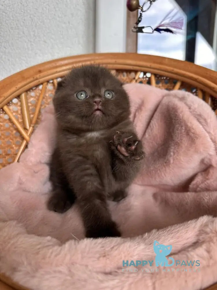 Winter Scottish Fold male chocolate live animals