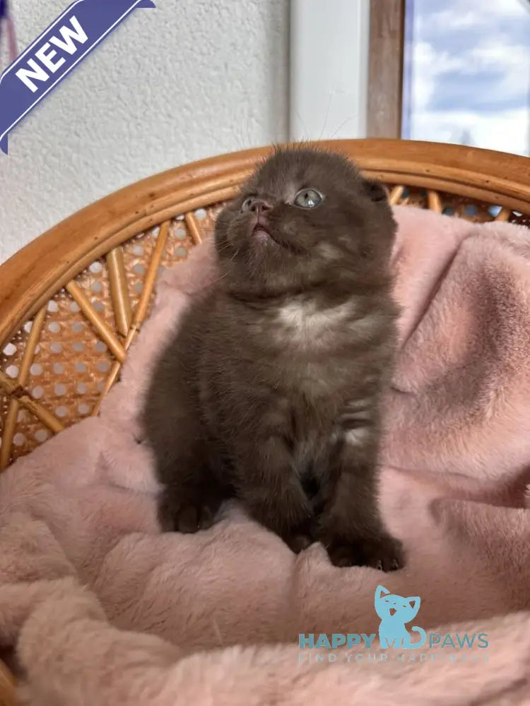 Winter Scottish Fold male chocolate live animals