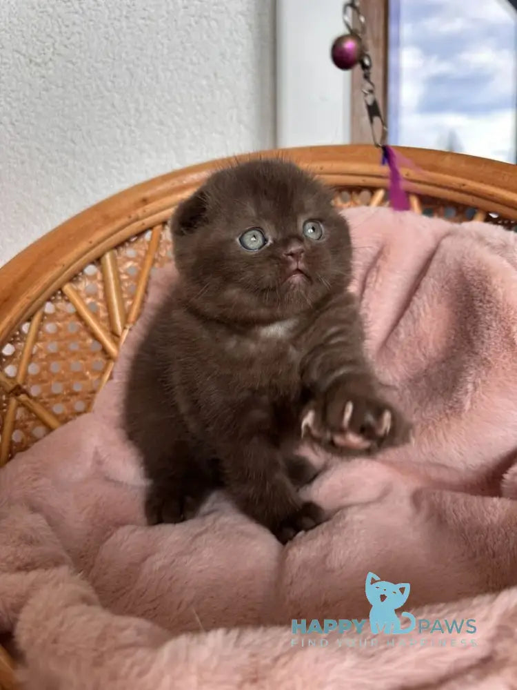 Winter Scottish Fold male chocolate live animals