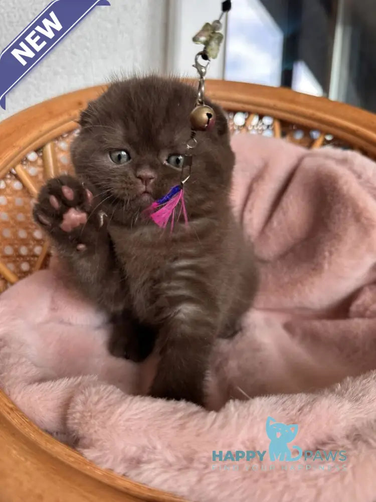 Winter Scottish Fold male chocolate live animals