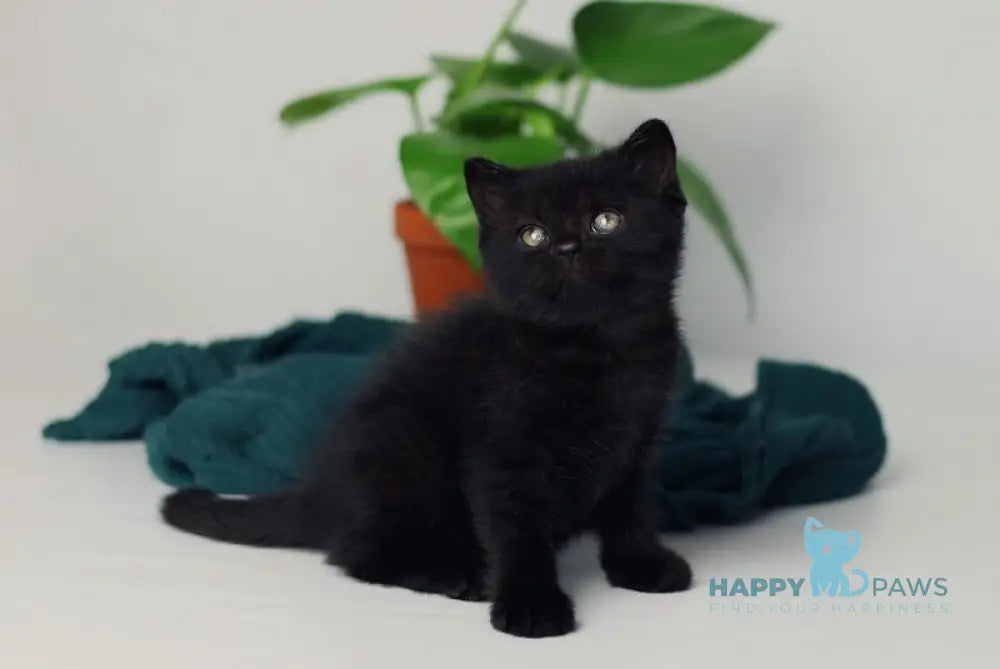 Wiola British Shorthair female black live animals