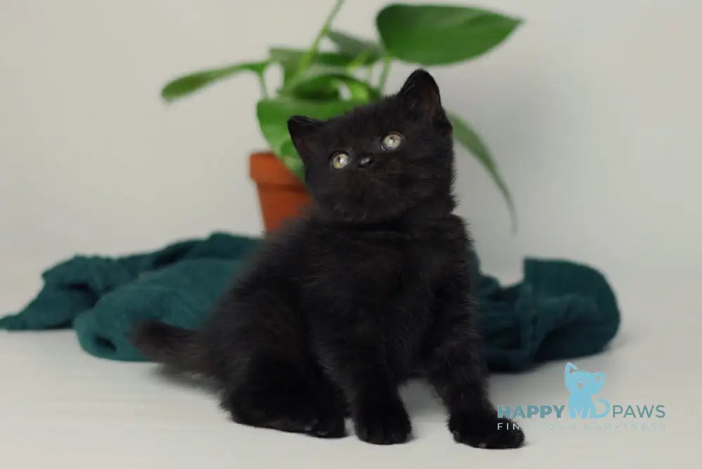 Wiola British Shorthair female black live animals