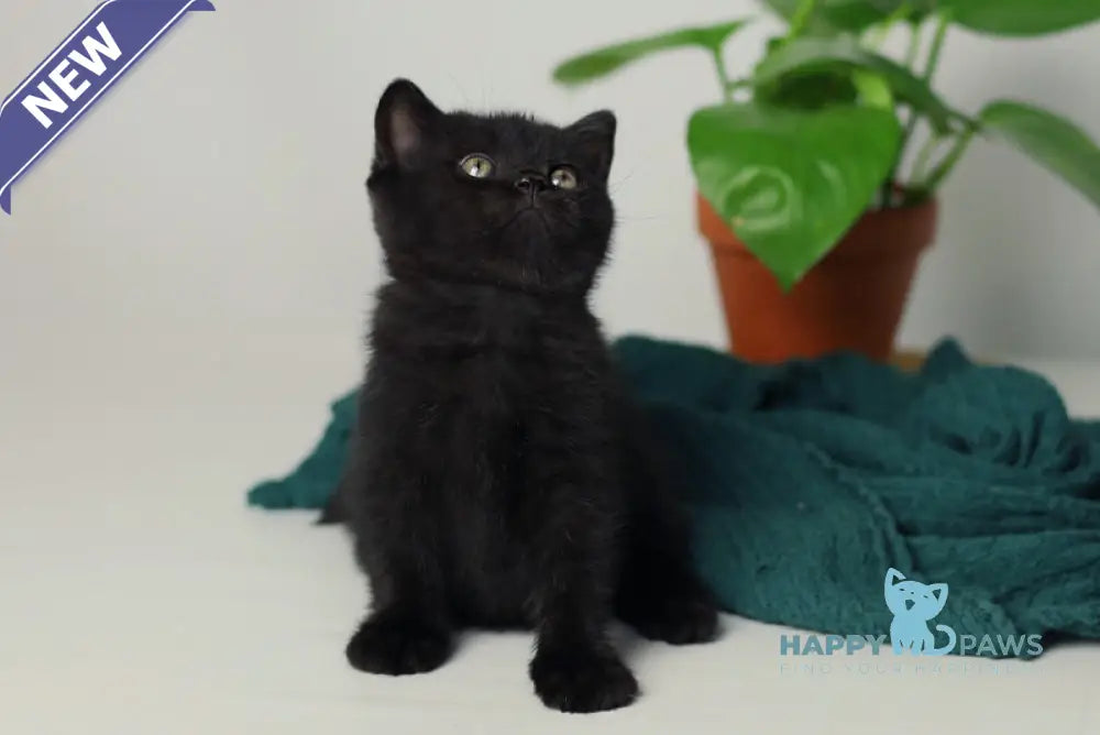 Wiola British Shorthair female black live animals