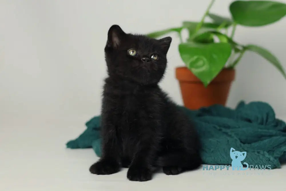 Wiola British Shorthair female black live animals