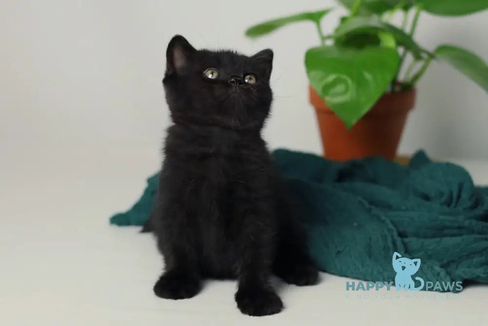 Wiola British Shorthair female black live animals