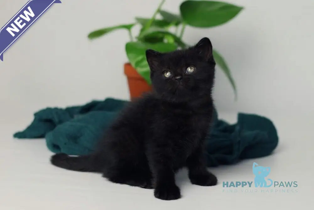 Wiola British Shorthair female black live animals