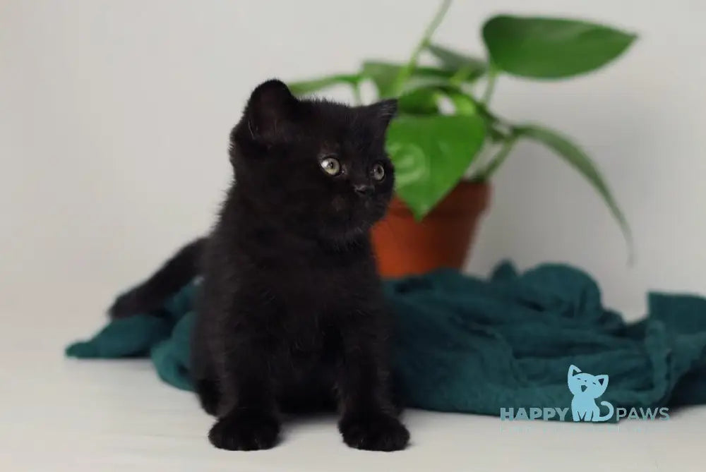 Wiola British Shorthair female black live animals