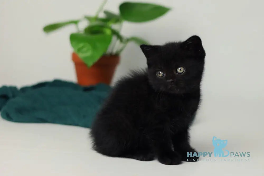 Wiola British Shorthair female black live animals