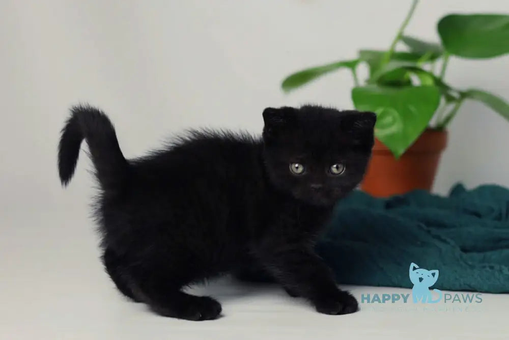 Wiola British Shorthair female black live animals