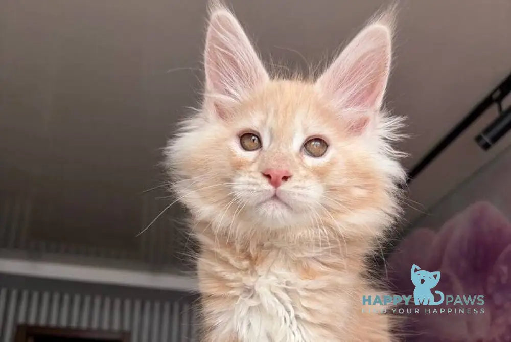 Wisdom Maine Coon male cream silver tabby - live animals