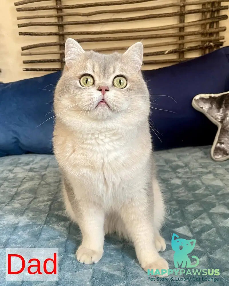Wishenka British Shorthair female black golden ticked tabby - live animals