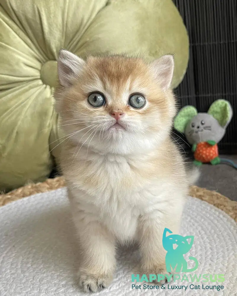 Wishenka British Shorthair female black golden ticked tabby - live animals