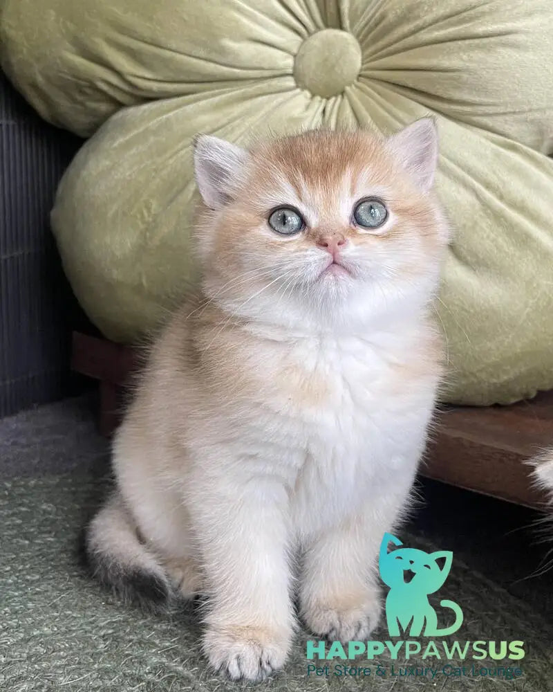 Wishenka British Shorthair female black golden ticked tabby - live animals