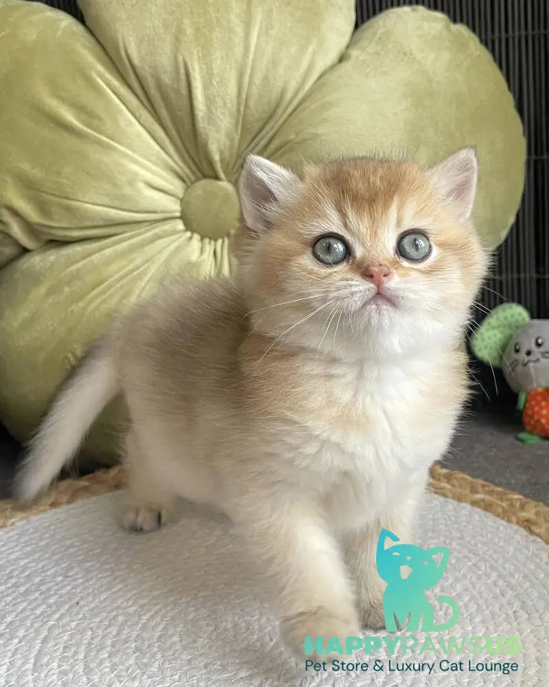 Wishenka British Shorthair female black golden ticked tabby - live animals