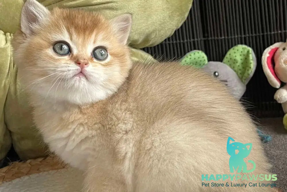 Wishenka British Shorthair female black golden ticked tabby - live animals