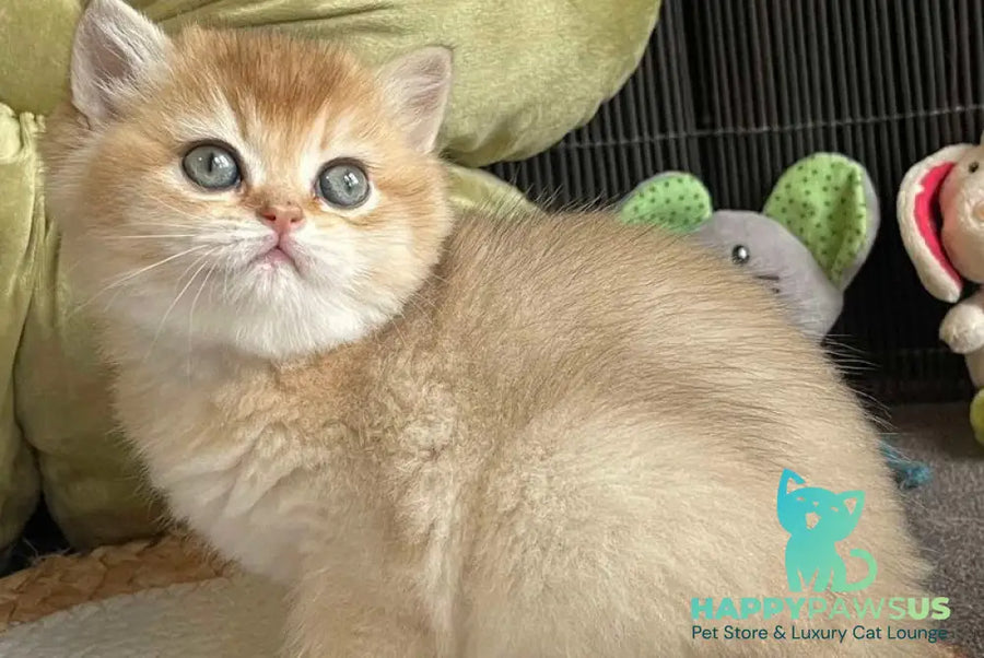 Wishenka British Shorthair female black golden ticked tabby - live animals
