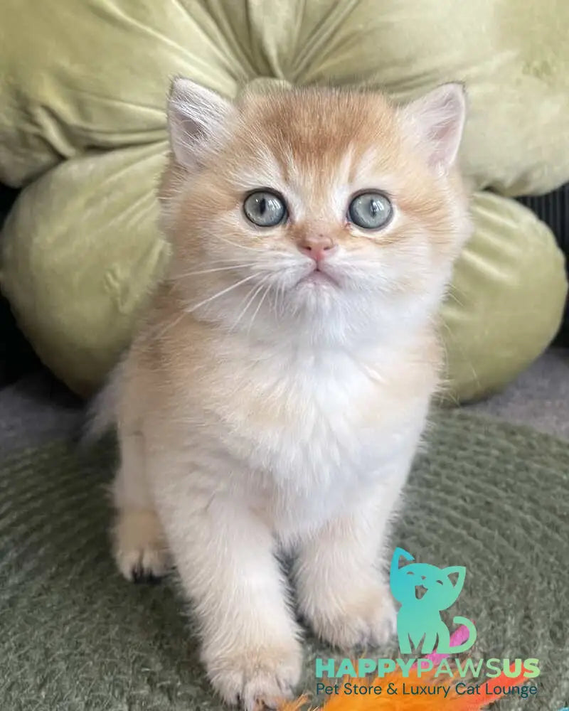 Wishenka British Shorthair female black golden ticked tabby - live animals