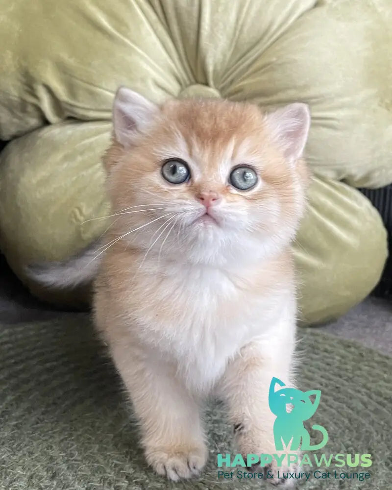 Wishenka British Shorthair female black golden ticked tabby - live animals