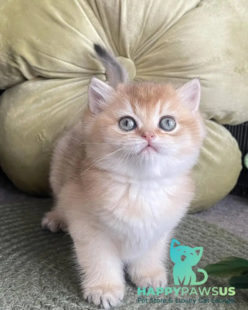 Wishenka British Shorthair female black golden ticked tabby - live animals