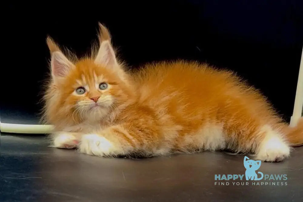 Wiskas Maine Coon male red tabby with white live animals