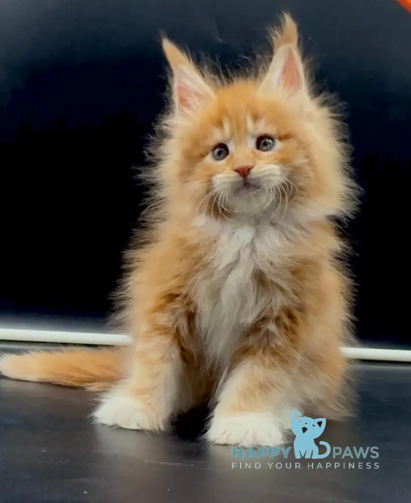 Wiskas Maine Coon male red tabby with white live animals