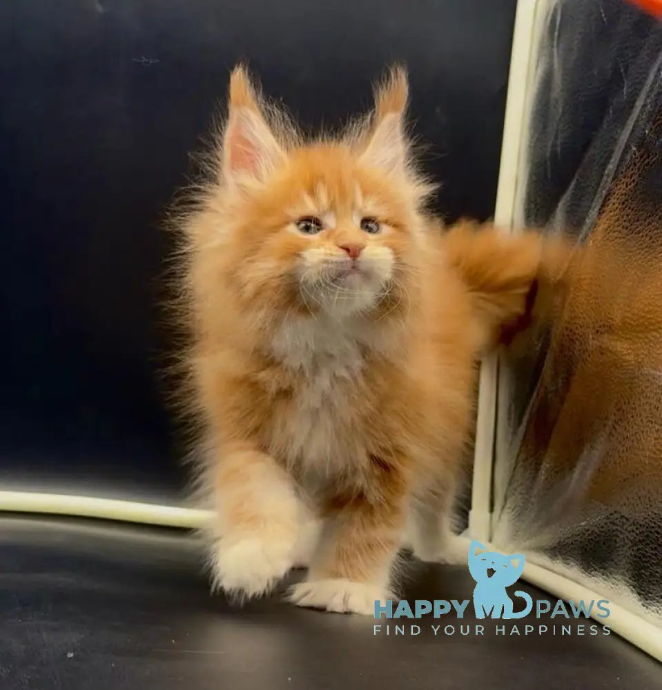 Wiskas Maine Coon male red tabby with white live animals