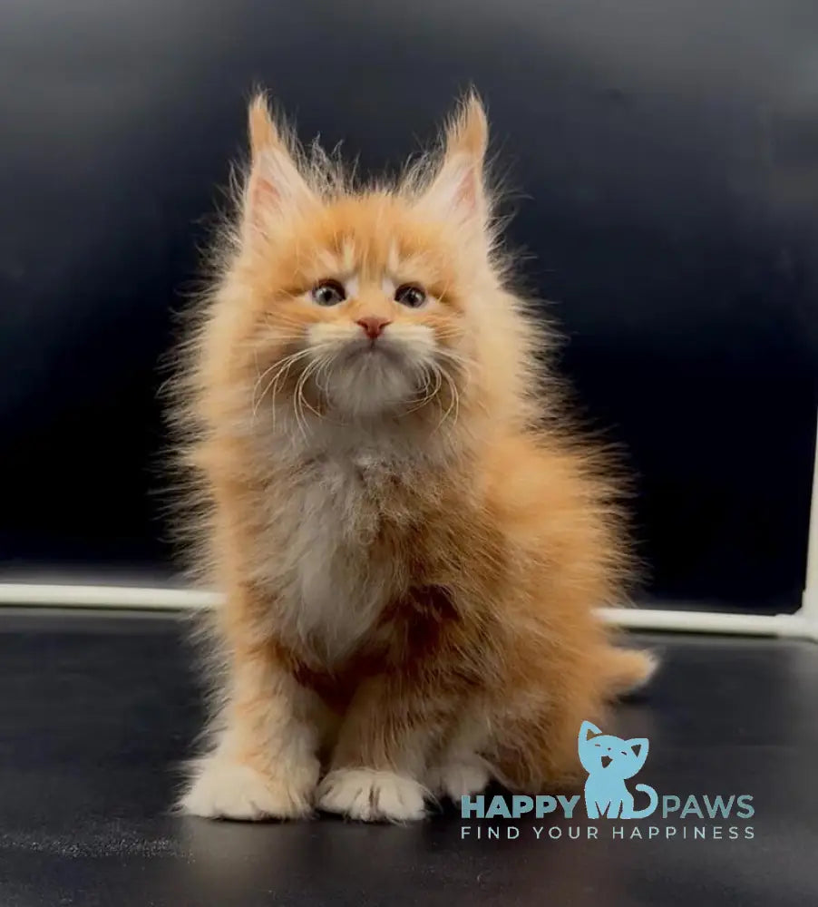 Wiskas Maine Coon male red tabby with white live animals