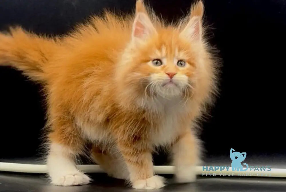 Wiskas Maine Coon male red tabby with white live animals
