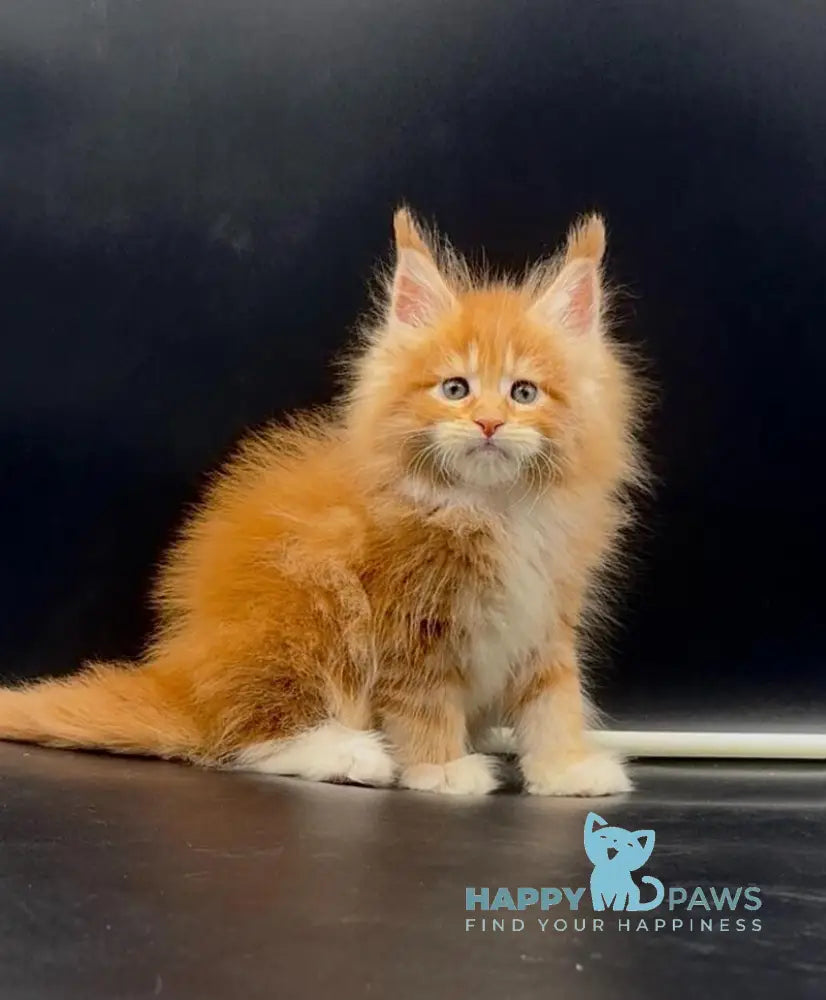 Wiskas Maine Coon male red tabby with white live animals