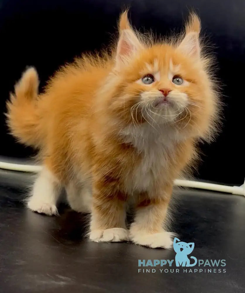 Wiskas Maine Coon male red tabby with white live animals