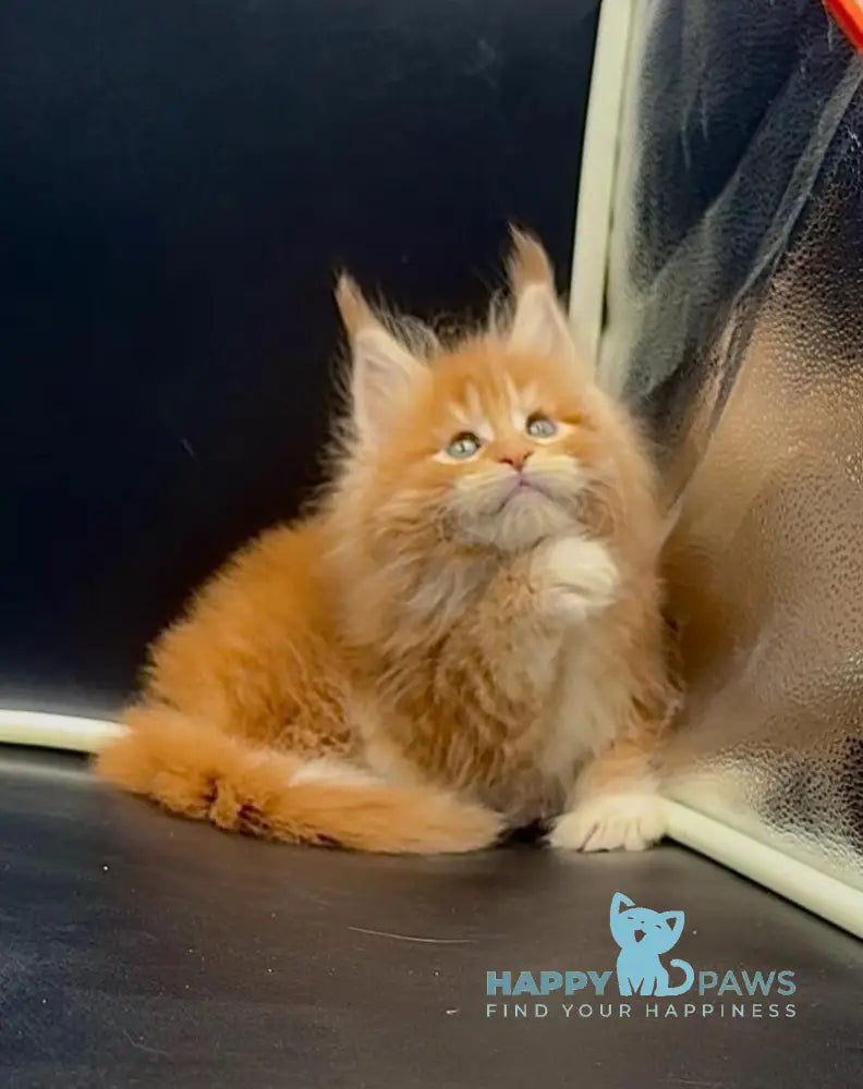 Wiskas Maine Coon male red tabby with white live animals