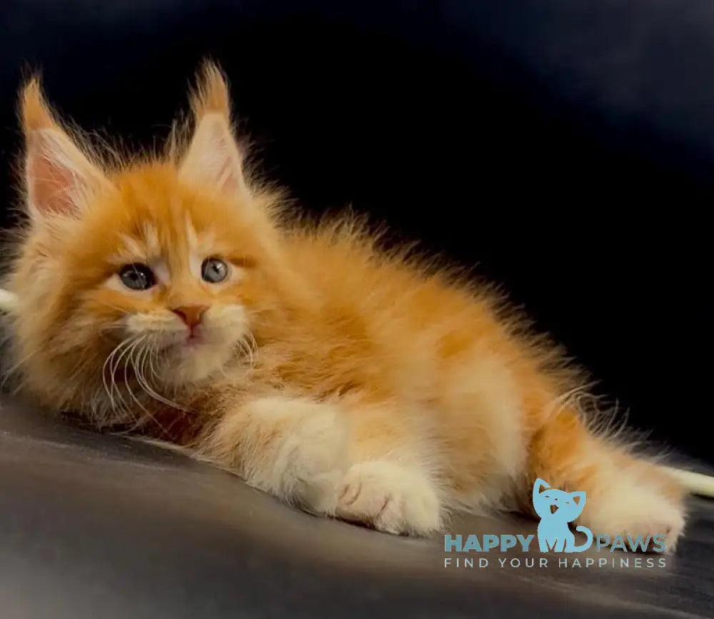 Wiskas Maine Coon male red tabby with white live animals