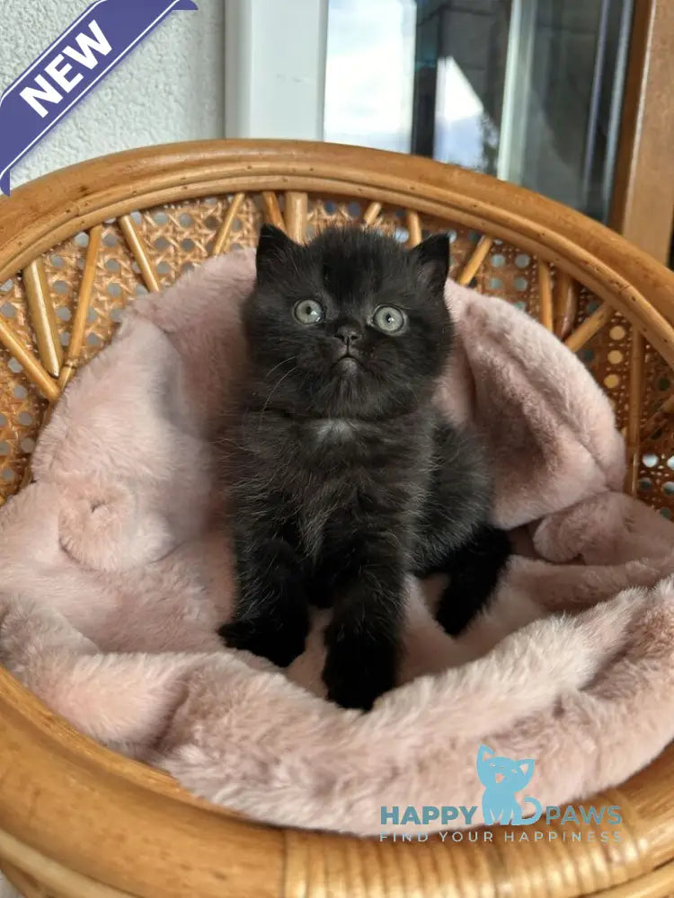 Wiskas Scottish Fold male black live animals