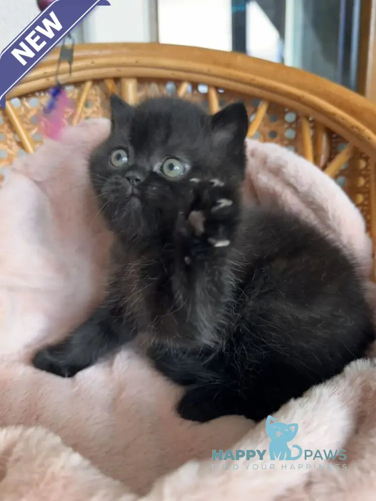 Wiskas Scottish Fold male black live animals