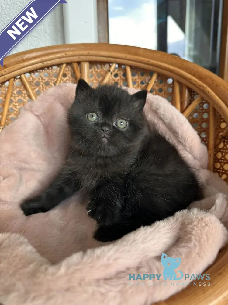 Wiskas Scottish Fold male black live animals