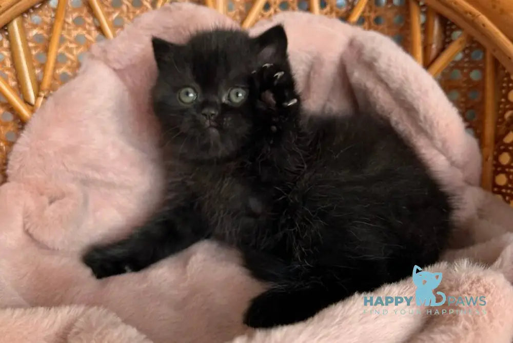 Wiskas Scottish Fold male black live animals