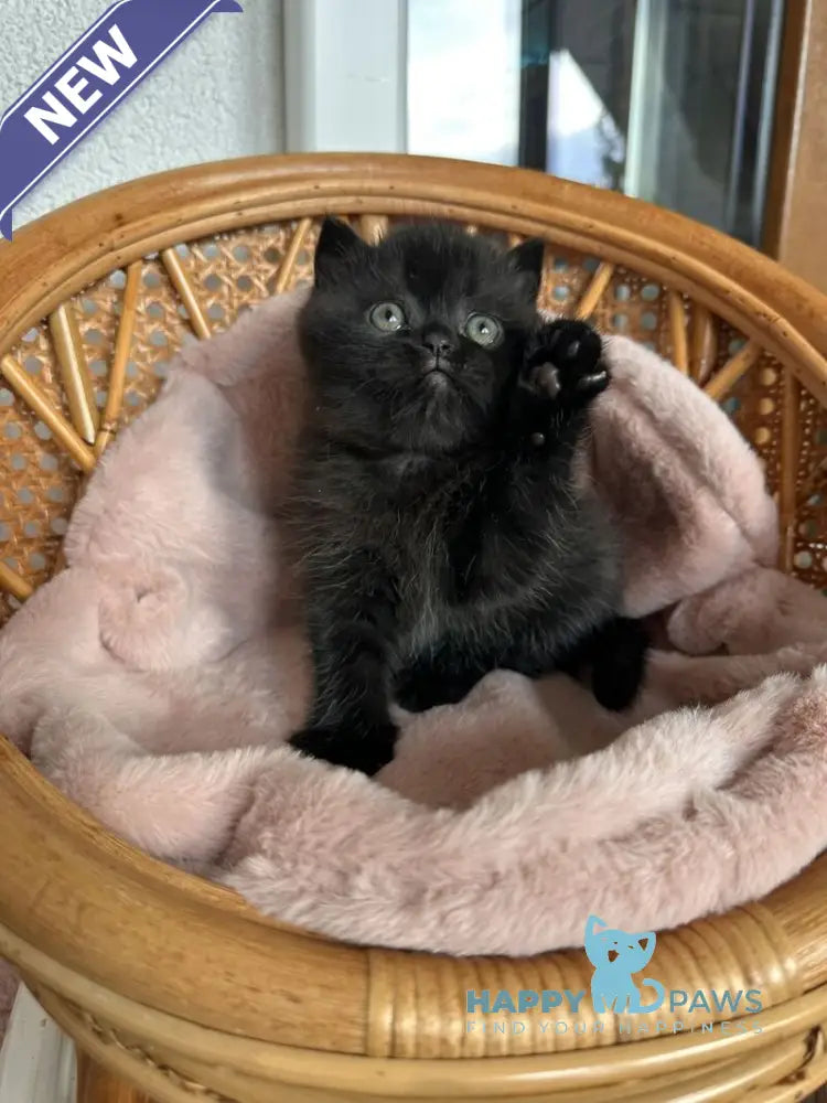 Wiskas Scottish Fold male black live animals