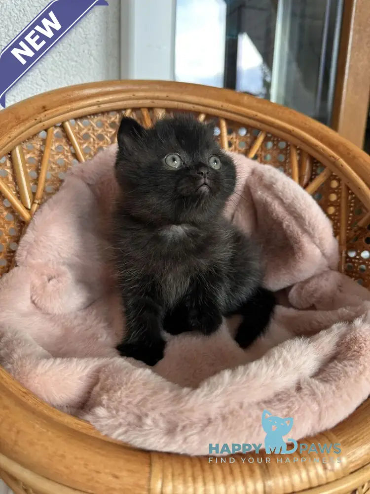 Wiskas Scottish Fold male black live animals