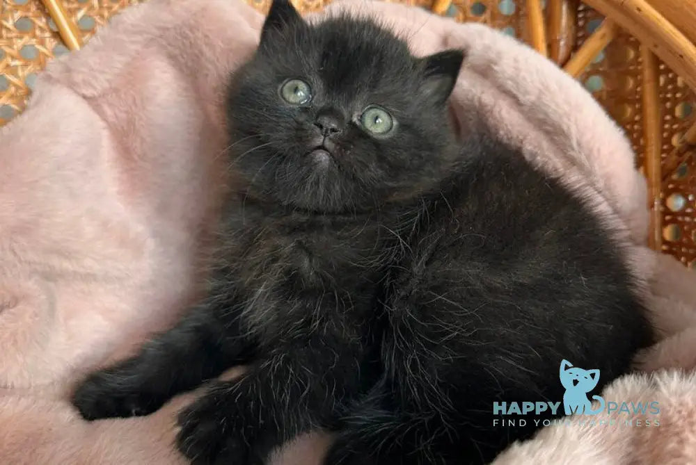 Wiskas Scottish Fold male black live animals