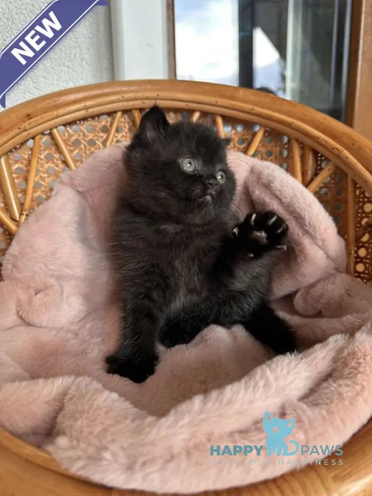 Wiskas Scottish Fold male black live animals