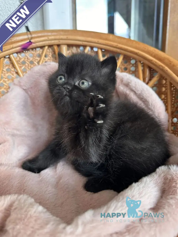 Wiskas Scottish Fold male black live animals