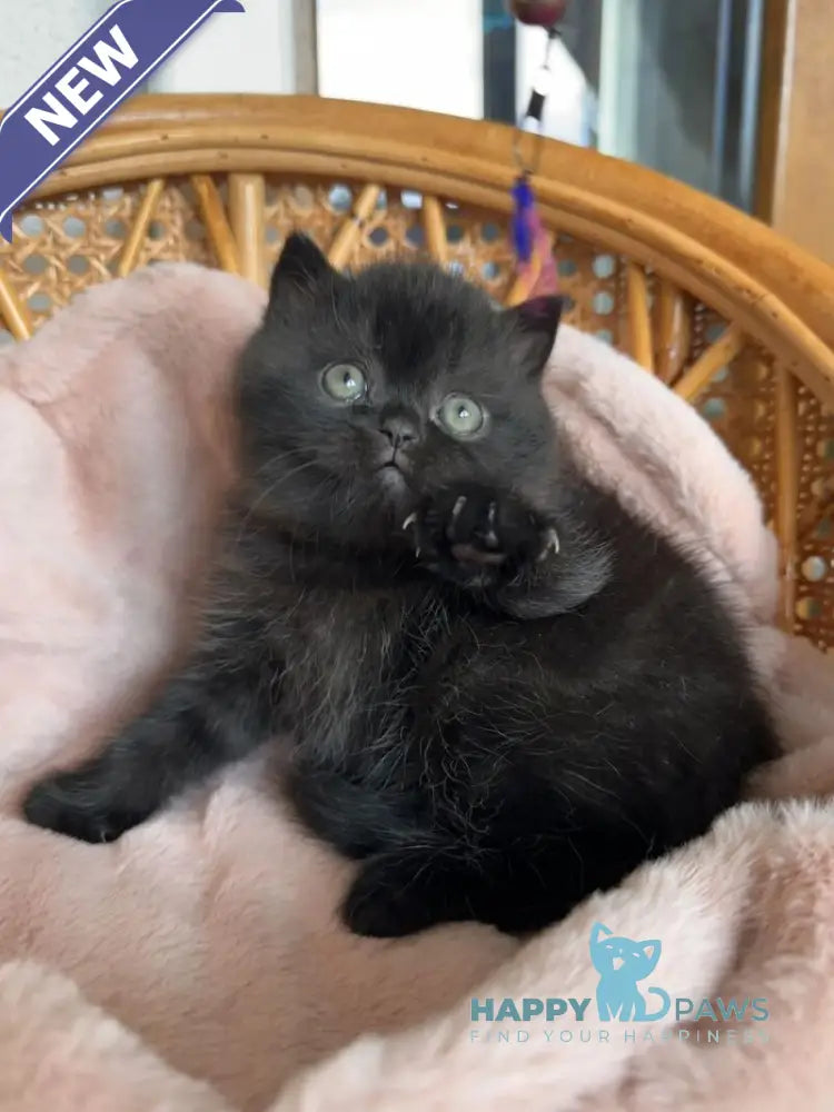 Wiskas Scottish Fold male black live animals