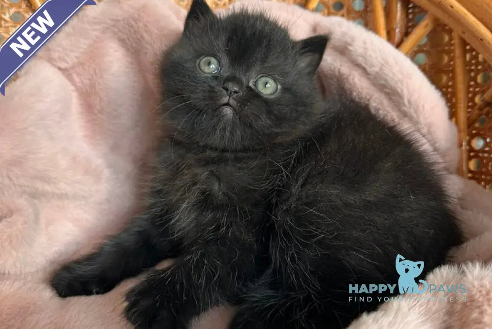 Wiskas Scottish Fold male black live animals