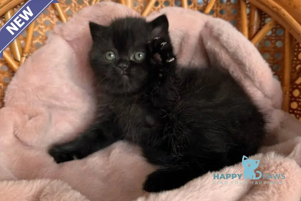 Wiskas Scottish Fold male black live animals